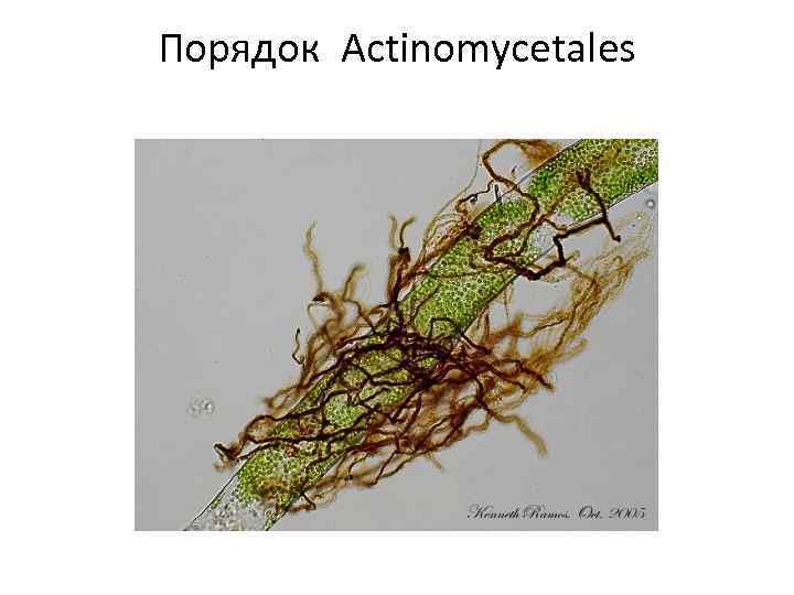 Порядок Actinomycetales 