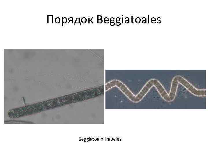 Порядок Beggiatoales Beggiatoa mirabeles 
