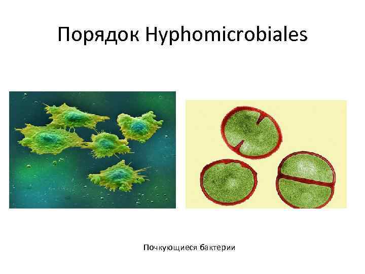 Порядок Hyphomicrobiales Почкующиеся бактерии 