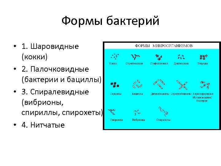 Формы бактерий • 1. Шаровидные (кокки) • 2. Палочковидные (бактерии и бациллы) • 3.