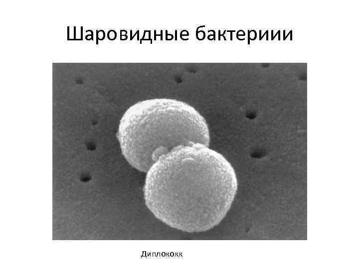 Шаровидные бактериии Диплококк 