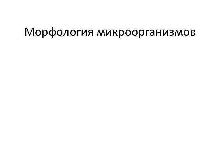 Морфология микроорганизмов 