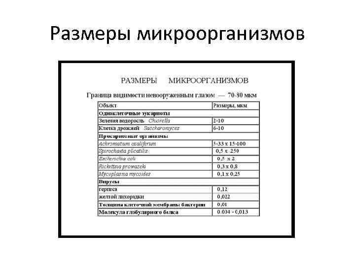 Размеры микроорганизмов 