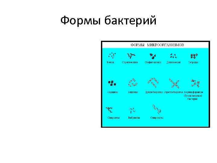 Формы бактерий 