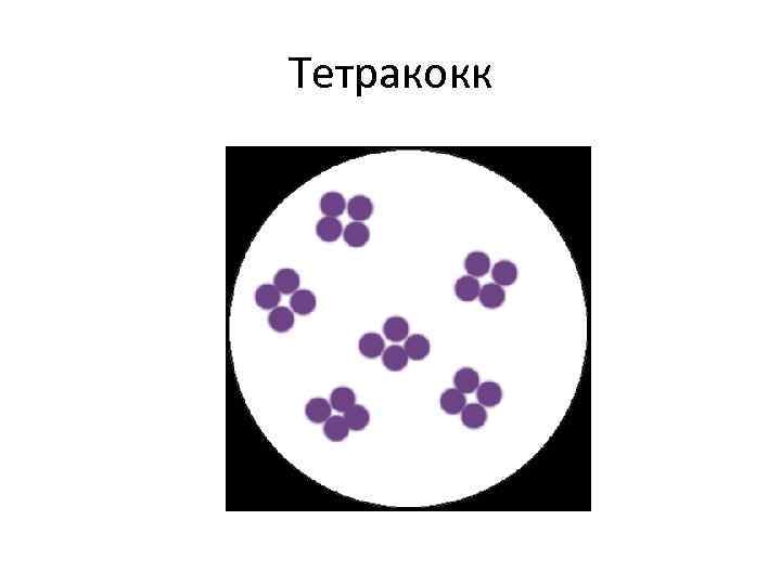 Тетракокк 