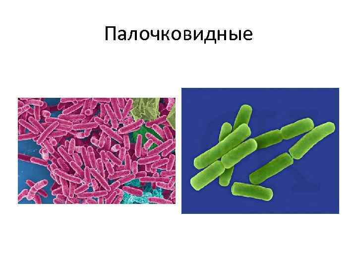 Палочковидные 