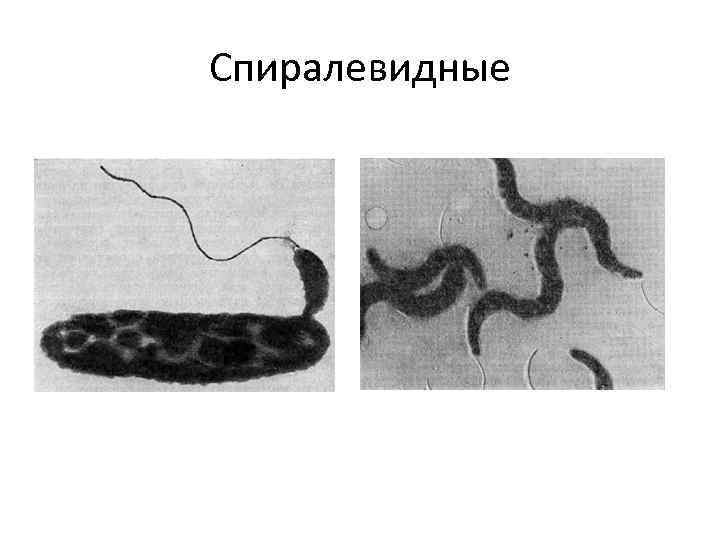 Спиралевидные 