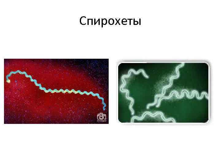 Спирохеты 