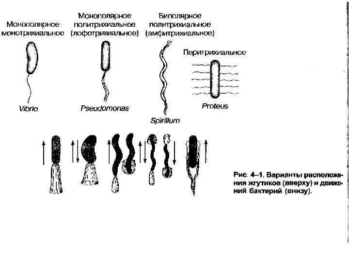 Способность к движению и характер жгутования 