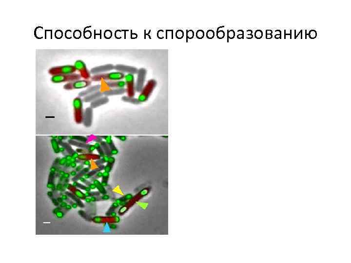 Способность к спорообразованию 