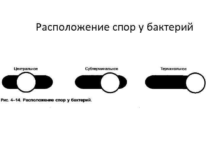 Расположение спор у бактерий 