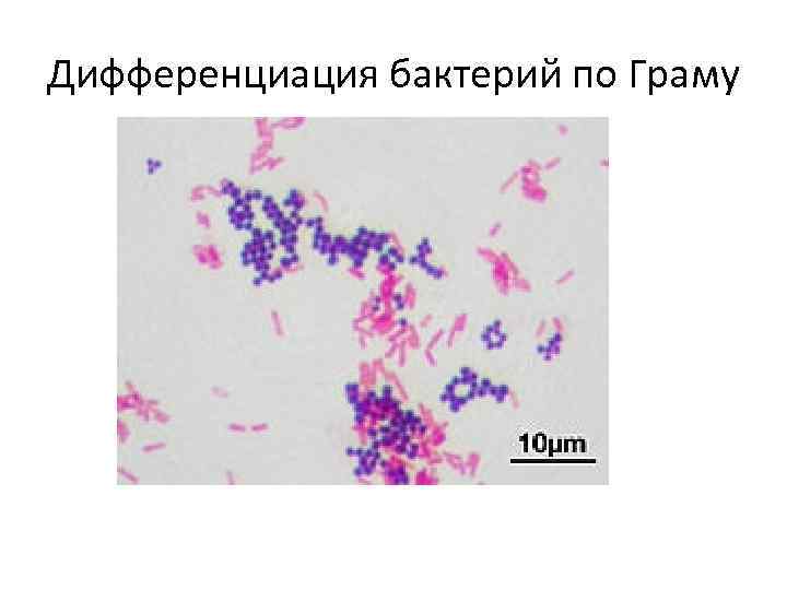 Дифференциация бактерий по Граму 
