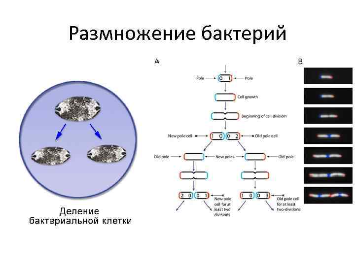 Размножение бактерий 