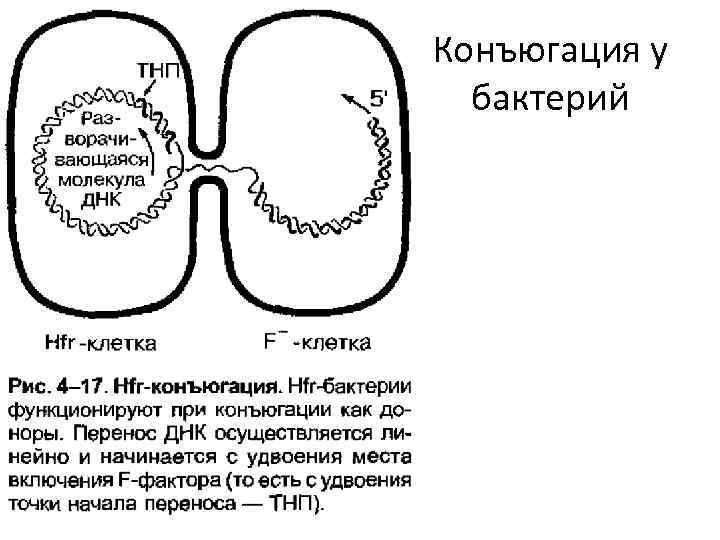 Конъюгация у бактерий 