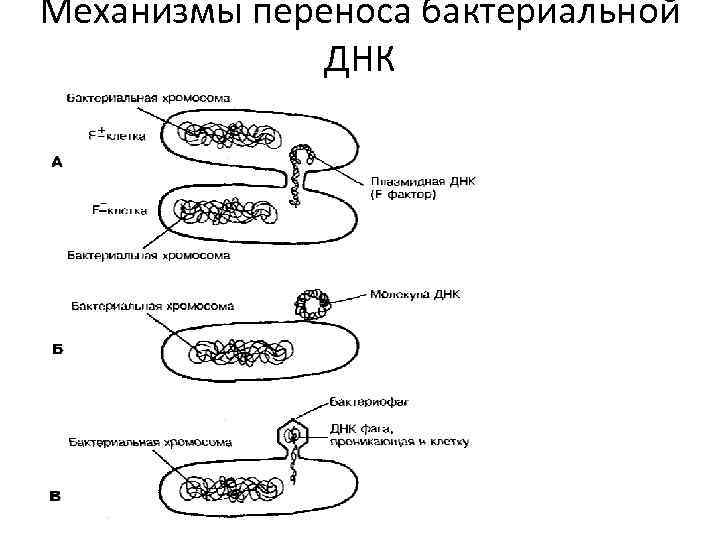 Механизмы переноса бактериальной ДНК 