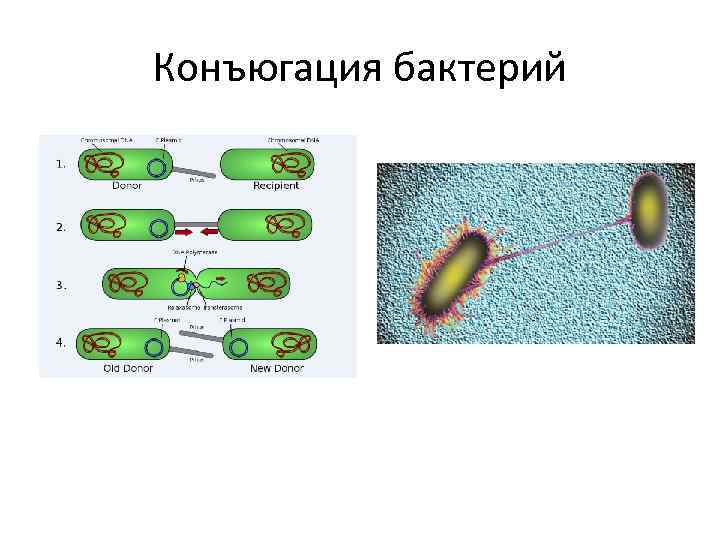 Конъюгация бактерий 