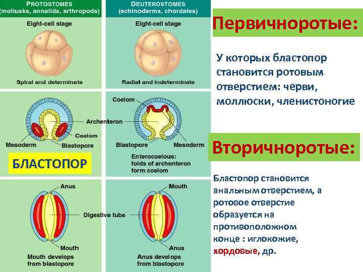 Схема онтогенеза от оплодотворения до окончания гаструляции