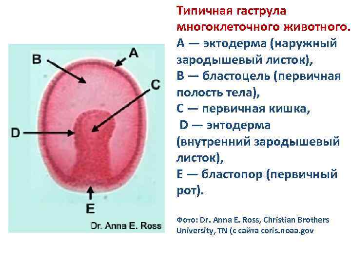 Онтогенез основа филогенеза презентация