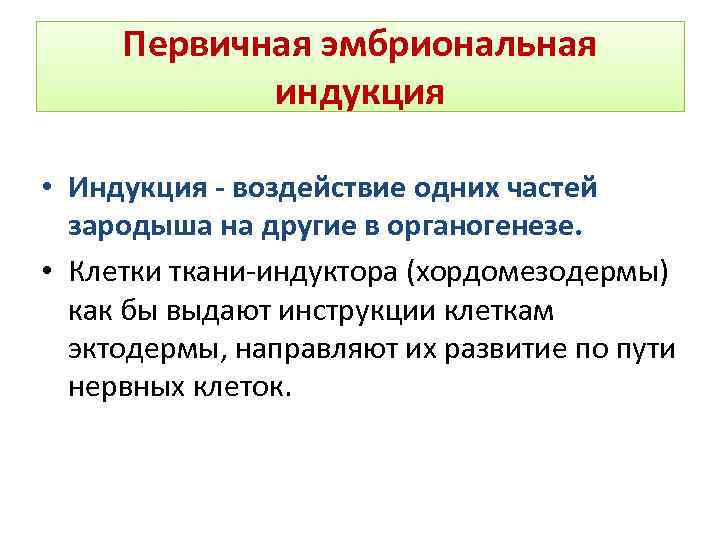 Первичная эмбриональная индукция • Индукция - воздействие одних частей зародыша на другие в органогенезе.