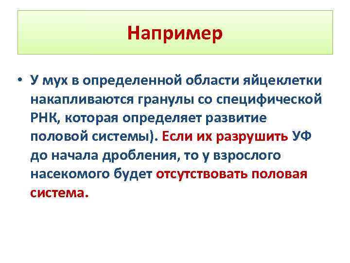 Например • У мух в определенной области яйцеклетки накапливаются гранулы со специфической РНК, которая