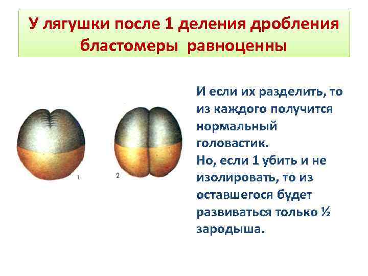 Чем отличается дробление от деления. Тип дробления лягушки. Дробление зиготы лягушки борозды дробления. Дробление амфибий. Борозды дробления бластомеры.