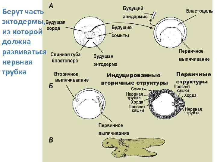 Эмбриональная индукция схема