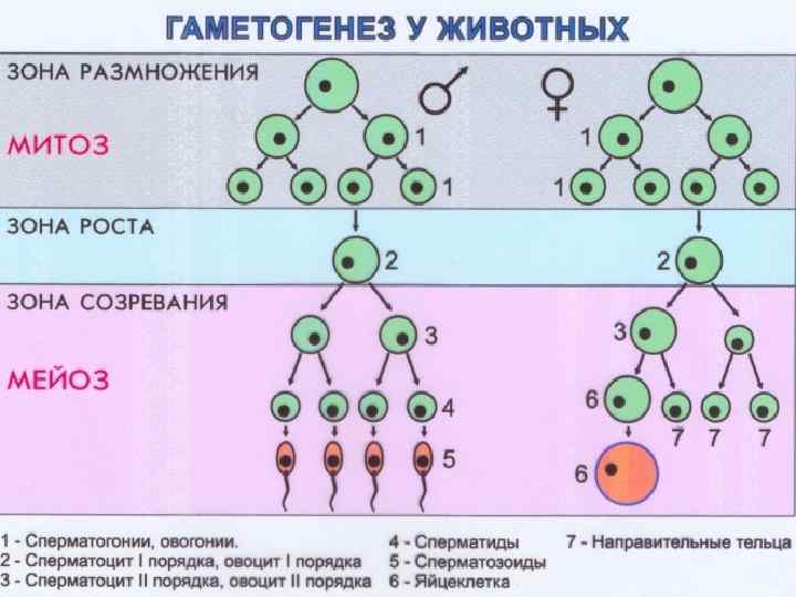 В результате мейоза образуются яйцеклетки. Фаза созревания гаметогенеза. Фаза размножения гаметогенез. Фазы гаметогенеза схема. Гаметогенез у животных таблица фазы.