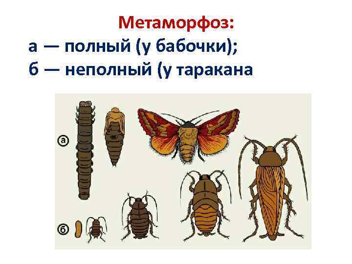 Для насекомых с неполным превращением характерно
