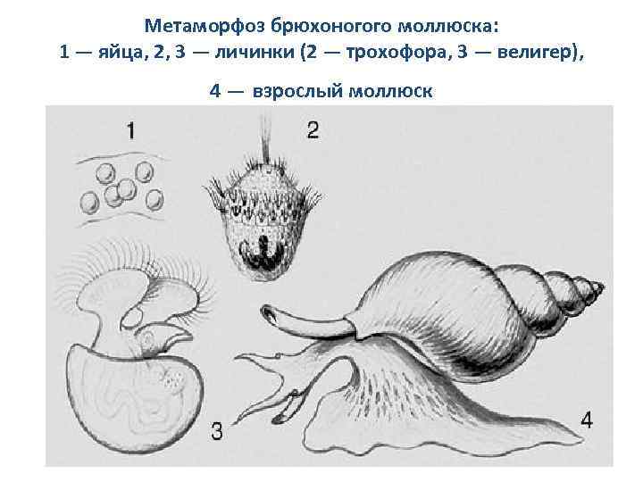 Метаморфоз брюхоногого моллюска: 1 — яйца, 2, 3 — личинки (2 — трохофора, 3