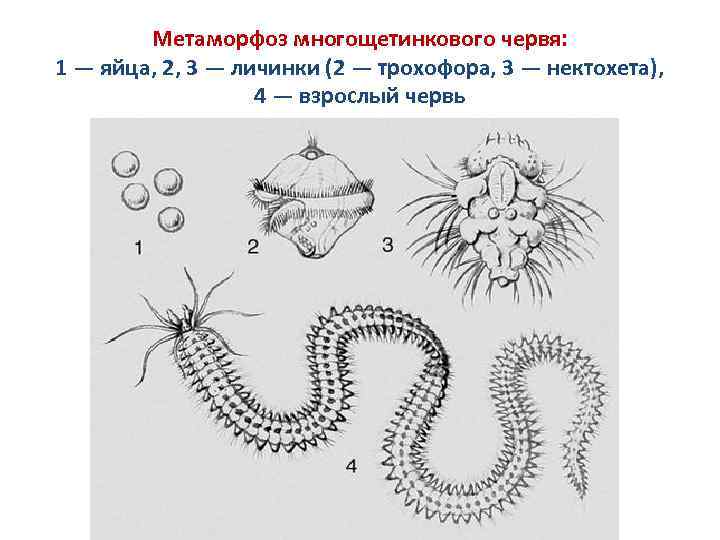 Личинка ракообразных 4 буквы