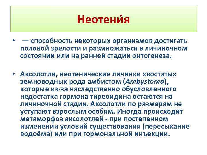 Неотени я • — способность некоторых организмов достигать половой зрелости и размножаться в личиночном