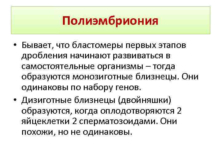 Полиэмбриония • Бывает, что бластомеры первых этапов дробления начинают развиваться в самостоятельные организмы –