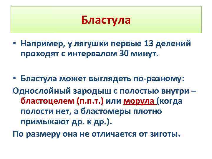 Бластула • Например, у лягушки первые 13 делений проходят с интервалом 30 минут. •