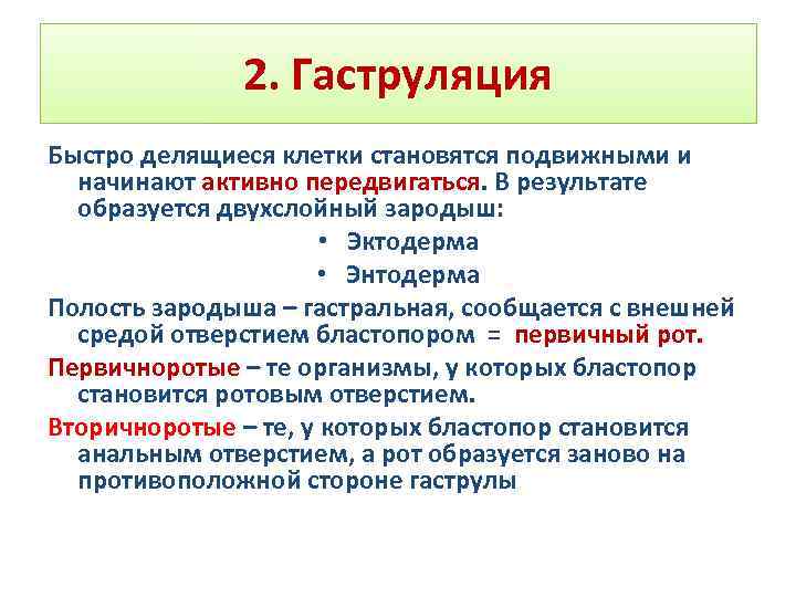 Схема онтогенеза от оплодотворения до окончания гаструляции