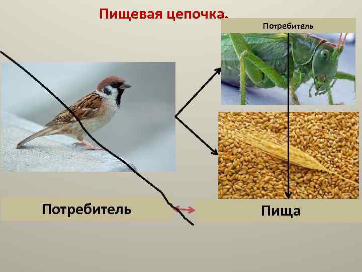 Цепь питания южного берега крыма