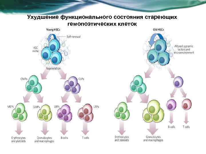 Ухудшение функционального состояния стареющих гемопоэтических клеток 