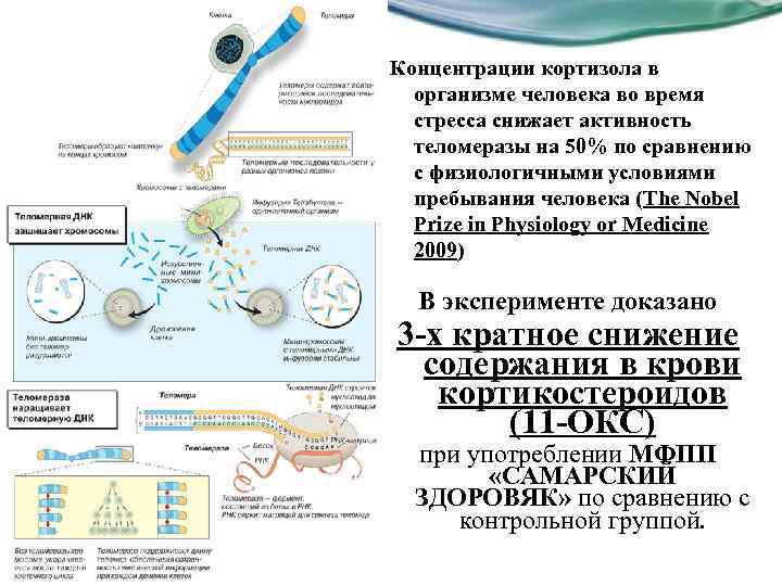 Концентрации кортизола в организме человека во время стресса снижает активность теломеразы на 50% по