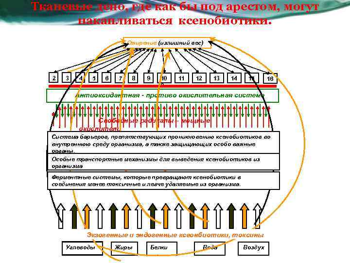 Тканевые депо, где как бы под арестом, могут накапливаться ксенобиотики. Ожирение (излишний вес) 2