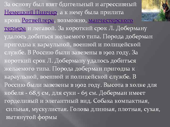 За основу был взят бдительный и агрессивный Немецкий Пинчер, а к нему была прилита