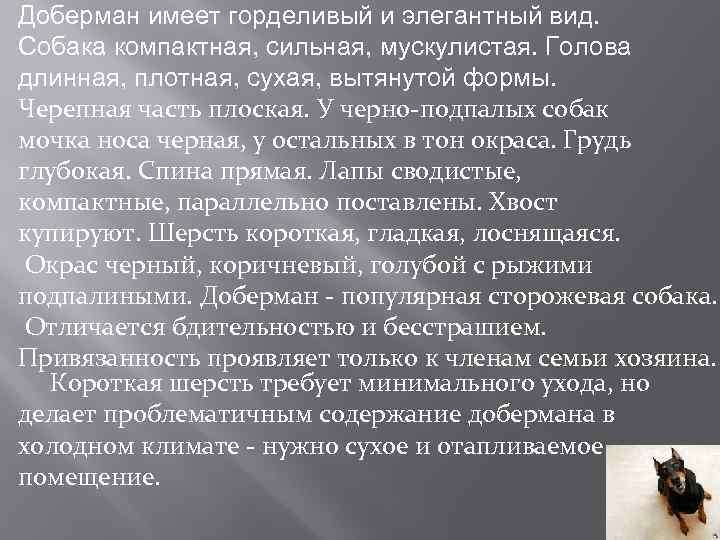 Доберман имеет горделивый и элегантный вид. Собака компактная, сильная, мускулистая. Голова длинная, плотная, сухая,