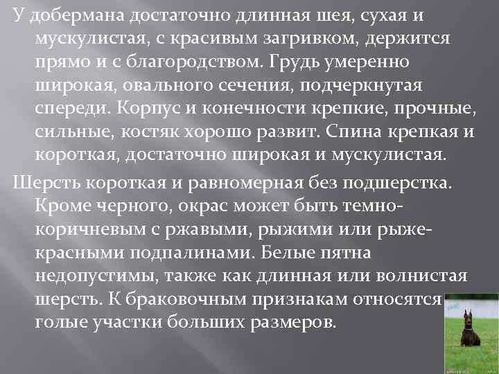 У добермана достаточно длинная шея, сухая и мускулистая, с красивым загривком, держится прямо и