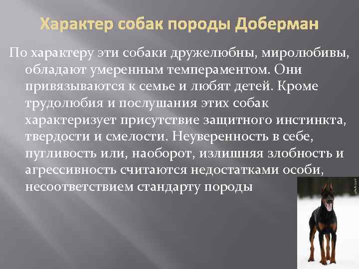 Характер собак породы Доберман По характеру эти собаки дружелюбны, миролюбивы, обладают умеренным темпераментом. Они