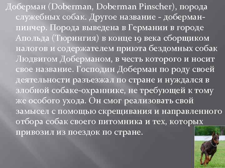 Доберман (Doberman, Doberman Pinscher), порода служебных собак. Другое название - доберманпинчер. Порода выведена в