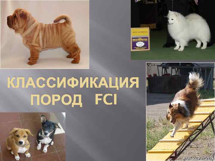 КЛАССИФИКАЦИЯ ПОРОД FCI 