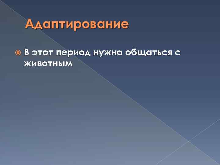 Адаптирование В этот период нужно общаться с животным 