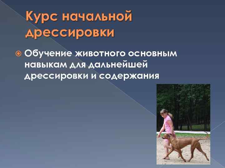 Курс начальной дрессировки Обучение животного основным навыкам для дальнейшей дрессировки и содержания 