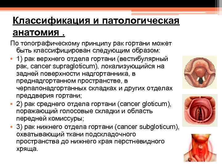 Классификация и патологическая анатомия. По топографическому принципу рак гортани может быть классифицирован следующим образом: