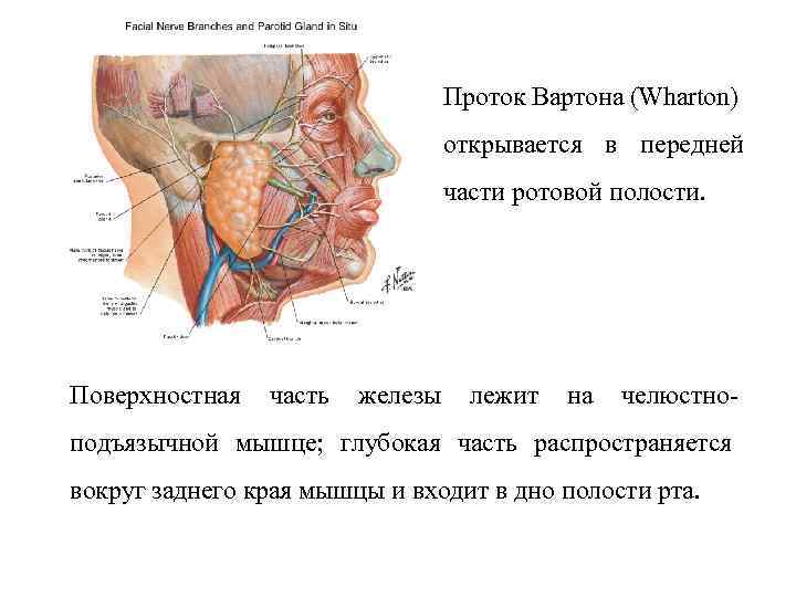 Проток Вартона (Wharton) открывается в передней части ротовой полости. Поверхностная часть железы лежит на