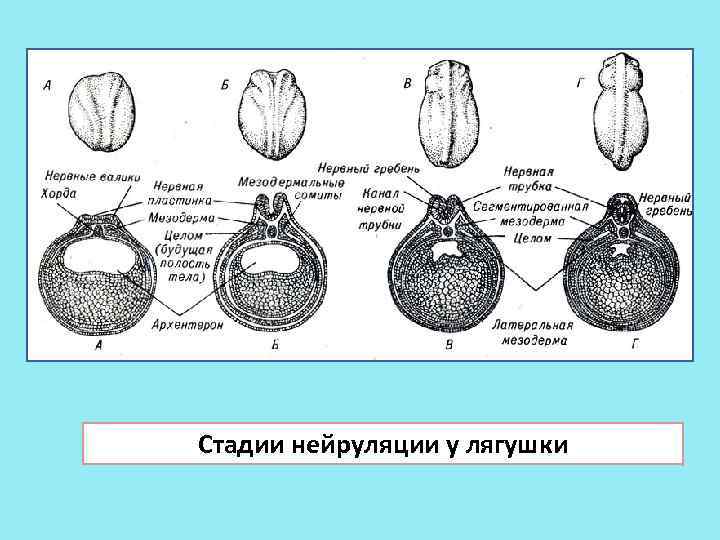 Стадии нейруляции у лягушки 