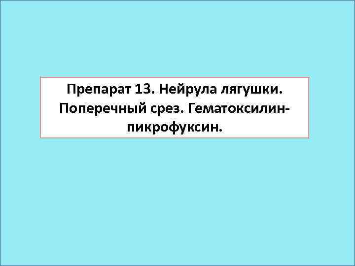 Препарат 13. Нейрула лягушки. Поперечный срез. Гематоксилинпикрофуксин. 